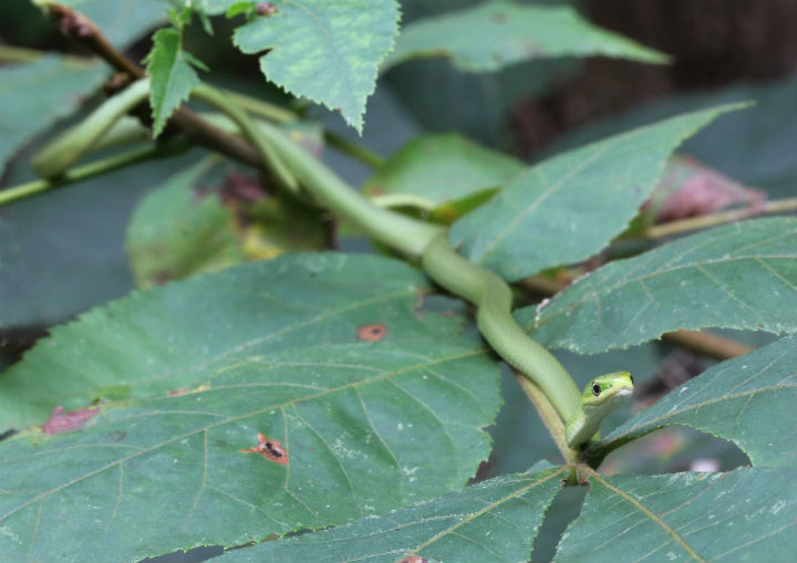 Rough Green Snake